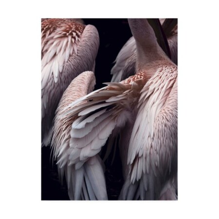 Trademark Fine Art Design Fabrikken 'Flamboyance 1 Fabrikken' Canvas Art, 14x19 IC01306-C1419GG